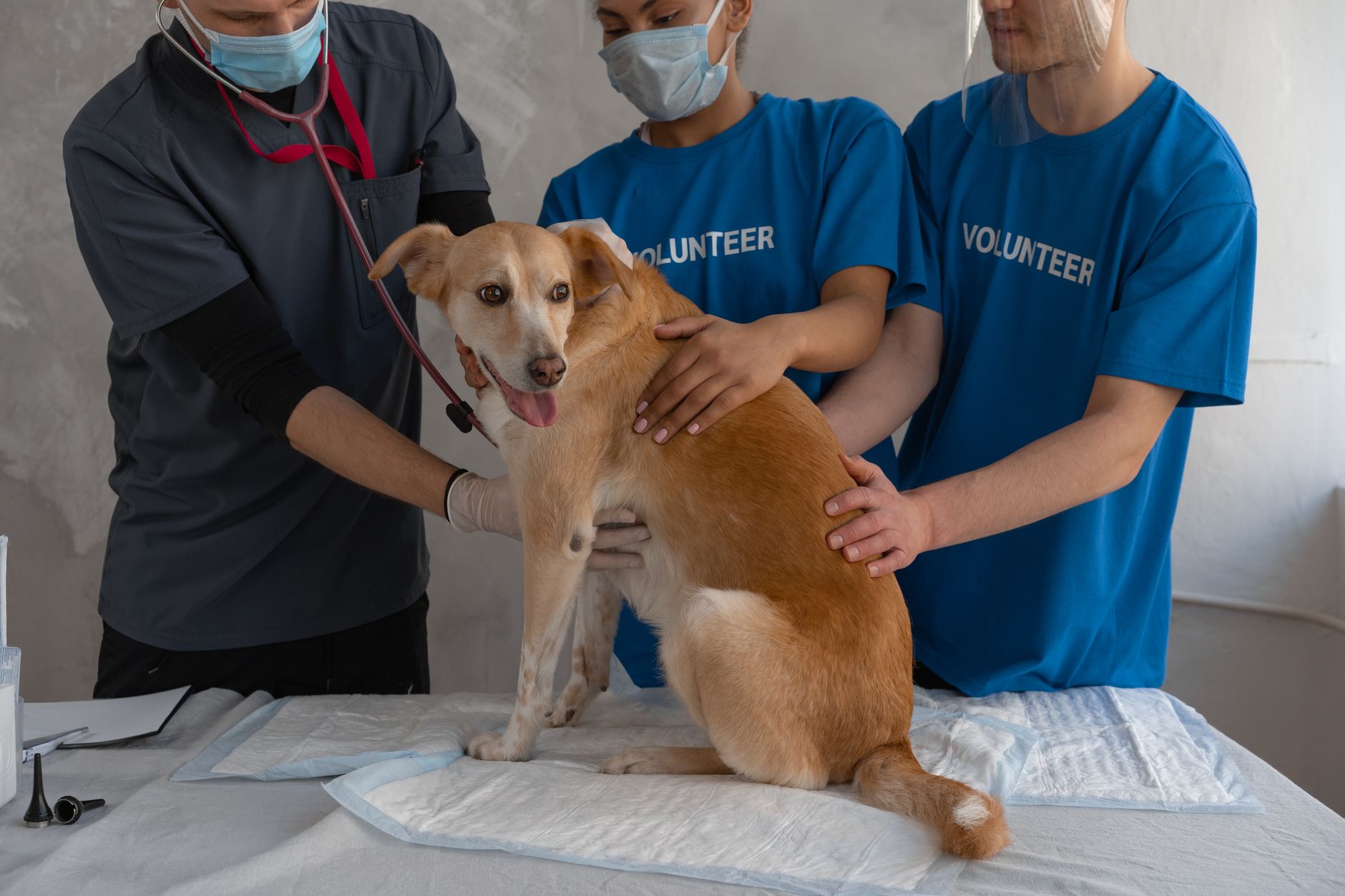 7 varovných příznaků, kdy okamžitě k veterináři